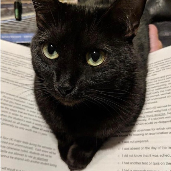 Meet your Posher, Hana - Picture 1 of 1